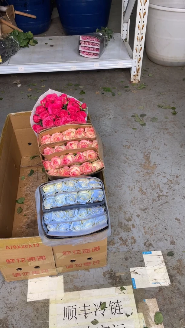 艾沙20枝+碎冰蓝20枝+苏菲10枝