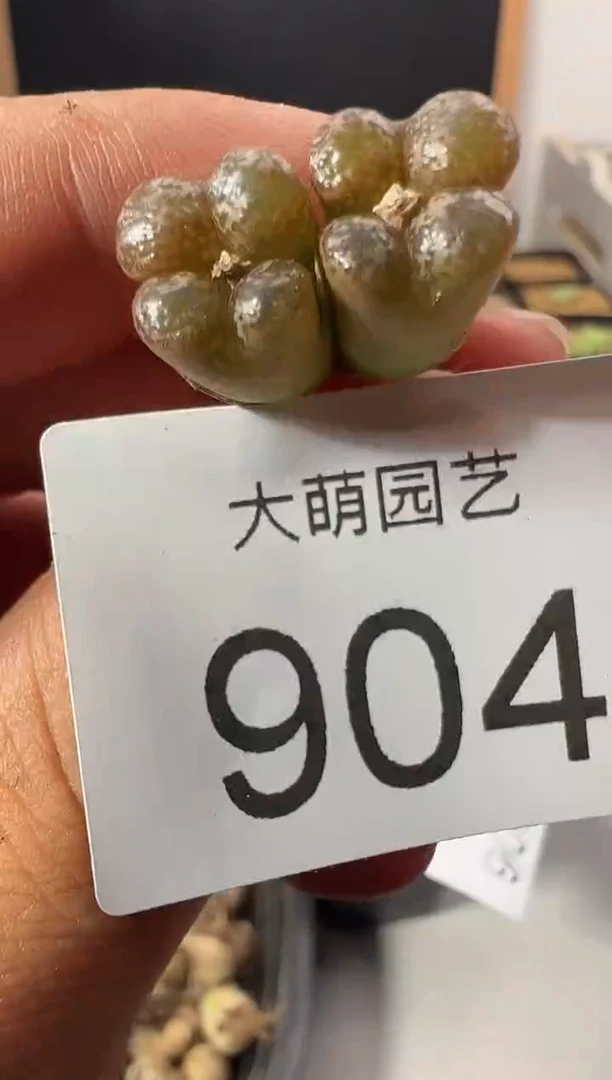 一物一拍         904