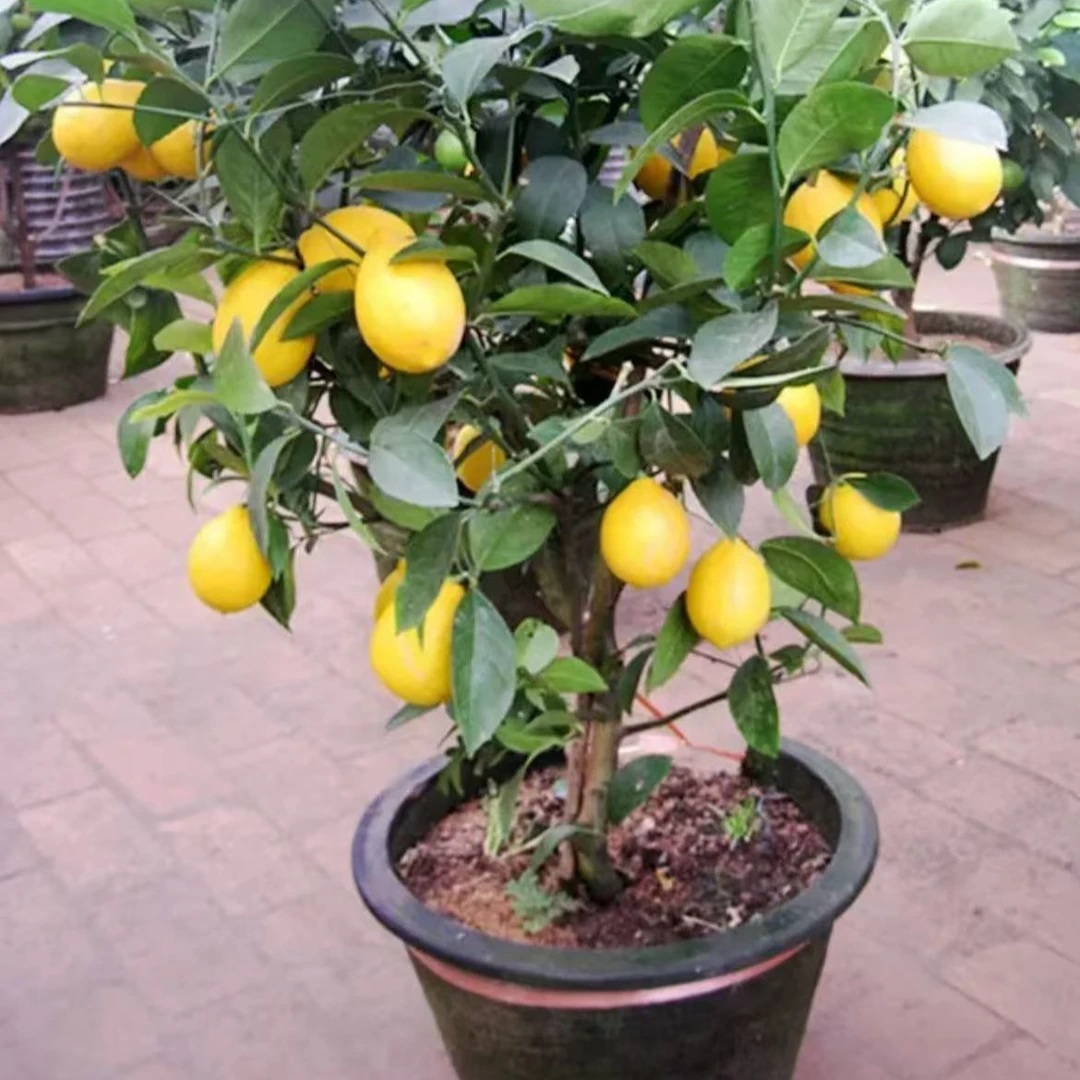 香水柠檬树苗盆栽室内阳台庭院植物好养