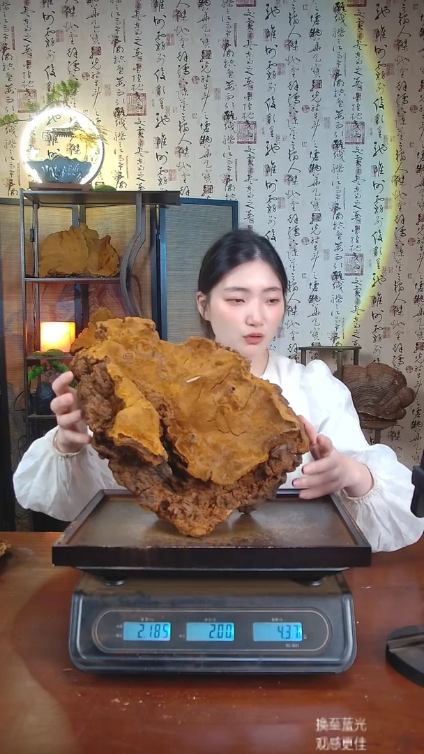 松针层孔菌中国大陆【藏区 野生】松树桑黄（4.37斤）50-60年份
