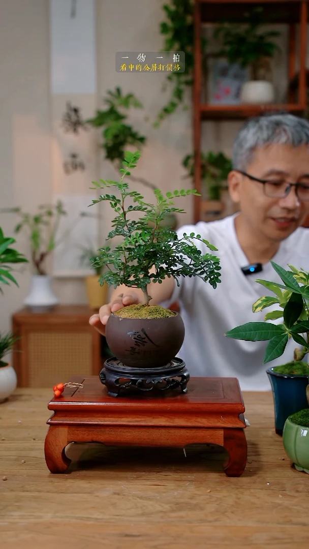 不开花植物富***?胡椒木229