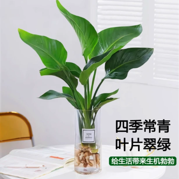 水培天堂鸟植物ins风桌面小绿植春季鹤望兰盆栽绿植室内客厅花卉