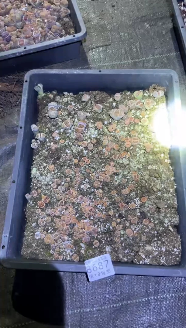 【闪购商品】8687菊一框有瑕疵带土不带盆