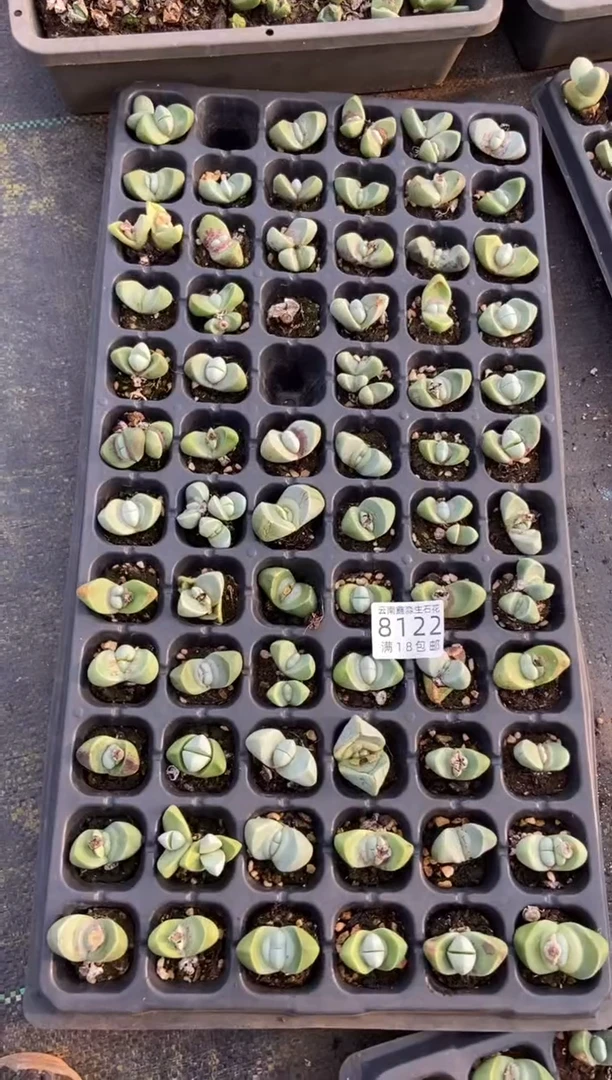 【闪购商品】8122特价金玲玉有瑕疵发货12颗量拍