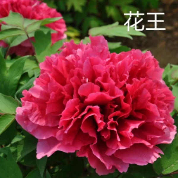 【花王牡丹】红色系     庭院种植地载盆栽   基地直发
