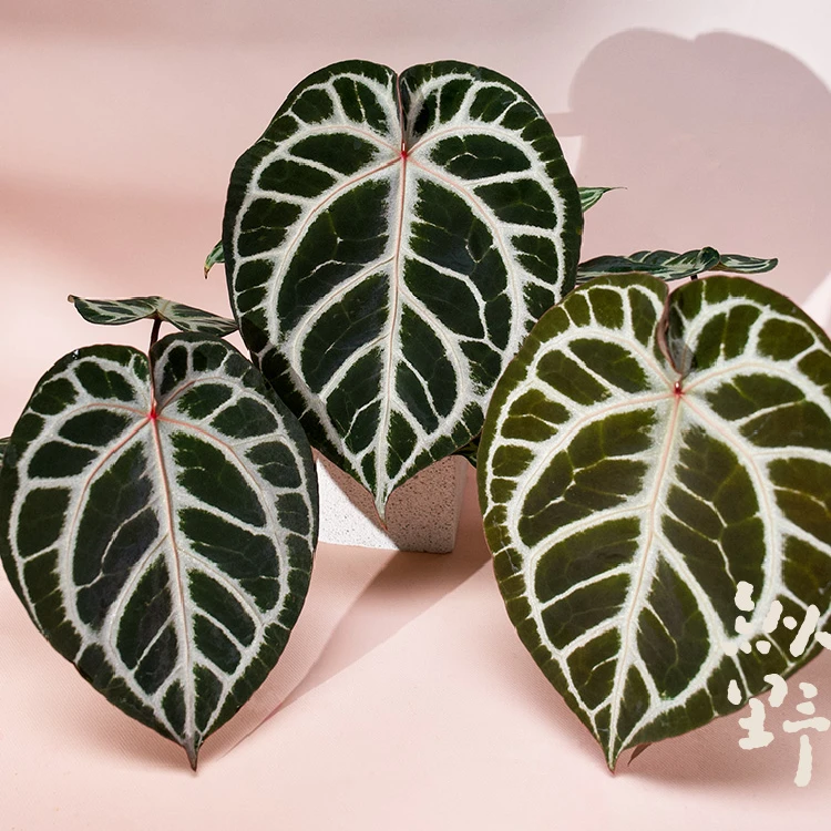 纵野 / 红玫瑰花烛（女团杂红水晶） 天南星科室内观叶植物盆栽