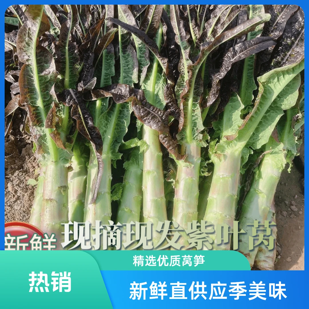 露天当季新鲜莴笋红叶莴笋新鲜紫叶绿肉香莴笋产地现摘现发包邮