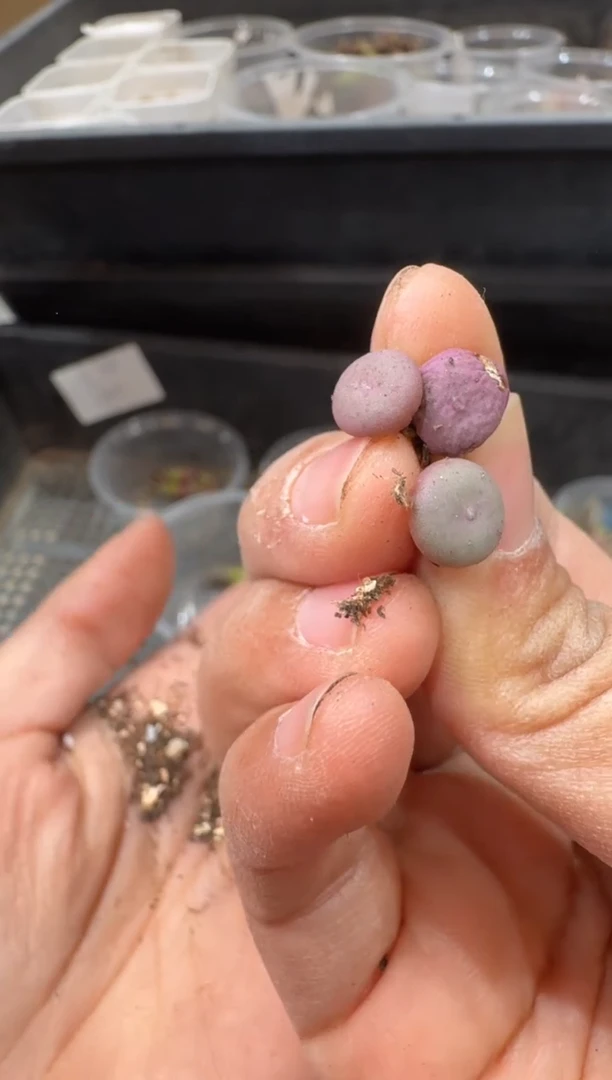 17-230多肉植物肉锥