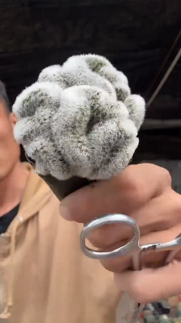 嘉文丸缀化19.99