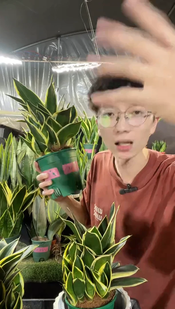 13.5厘米宝塔金荷花带盆土带仔18.8