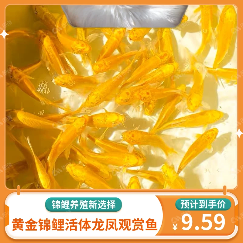 黄金锦鲤鱼苗水鱼锦鲤鱼活体活鱼耐活观赏鱼养鱼金鱼金黄招财好