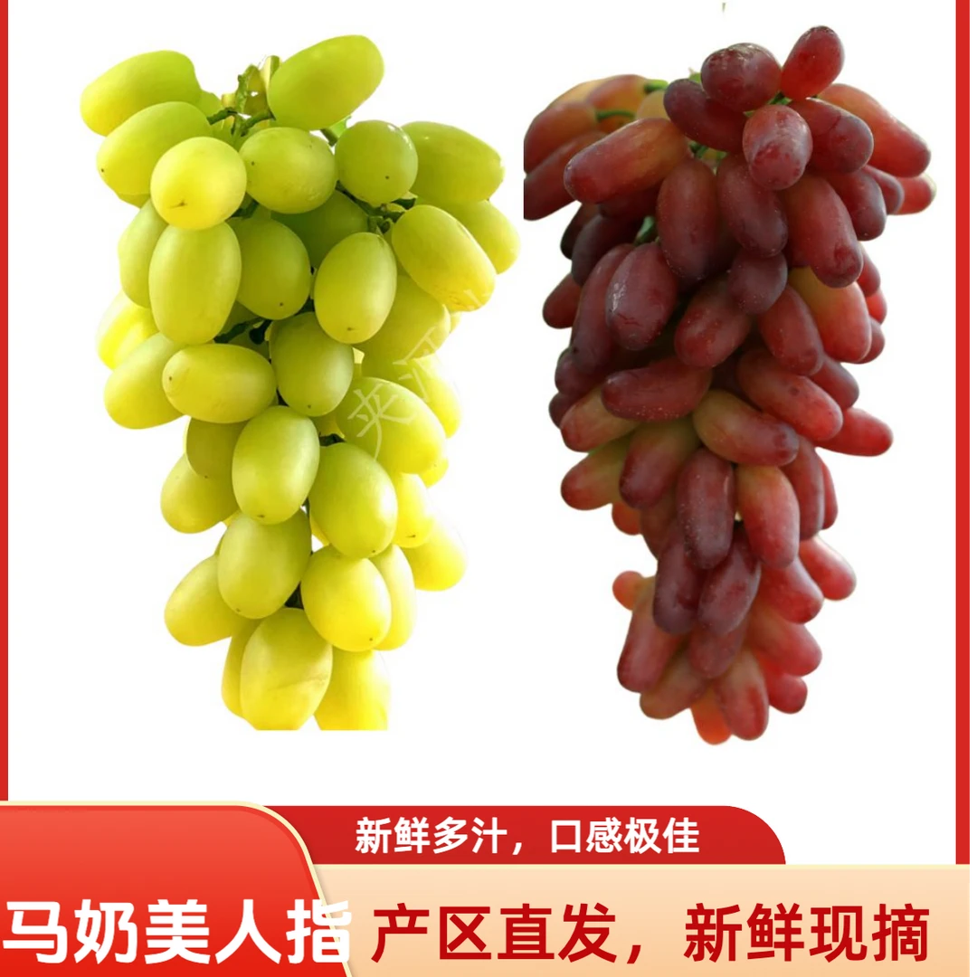 怀来葡萄马奶美人指现摘现发应季水果河北省