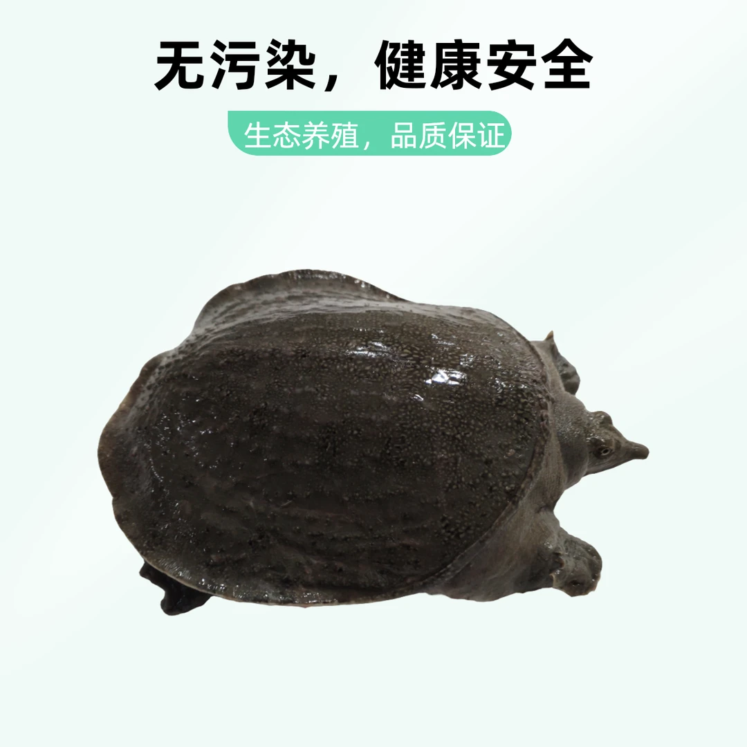 2斤/3斤外塘原生态养殖甲鱼精品