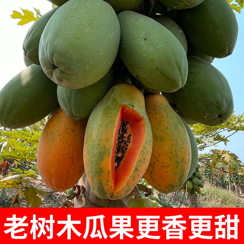 海南红心木瓜冰糖心超甜木瓜整箱包邮应季水果孕妇水果木瓜
