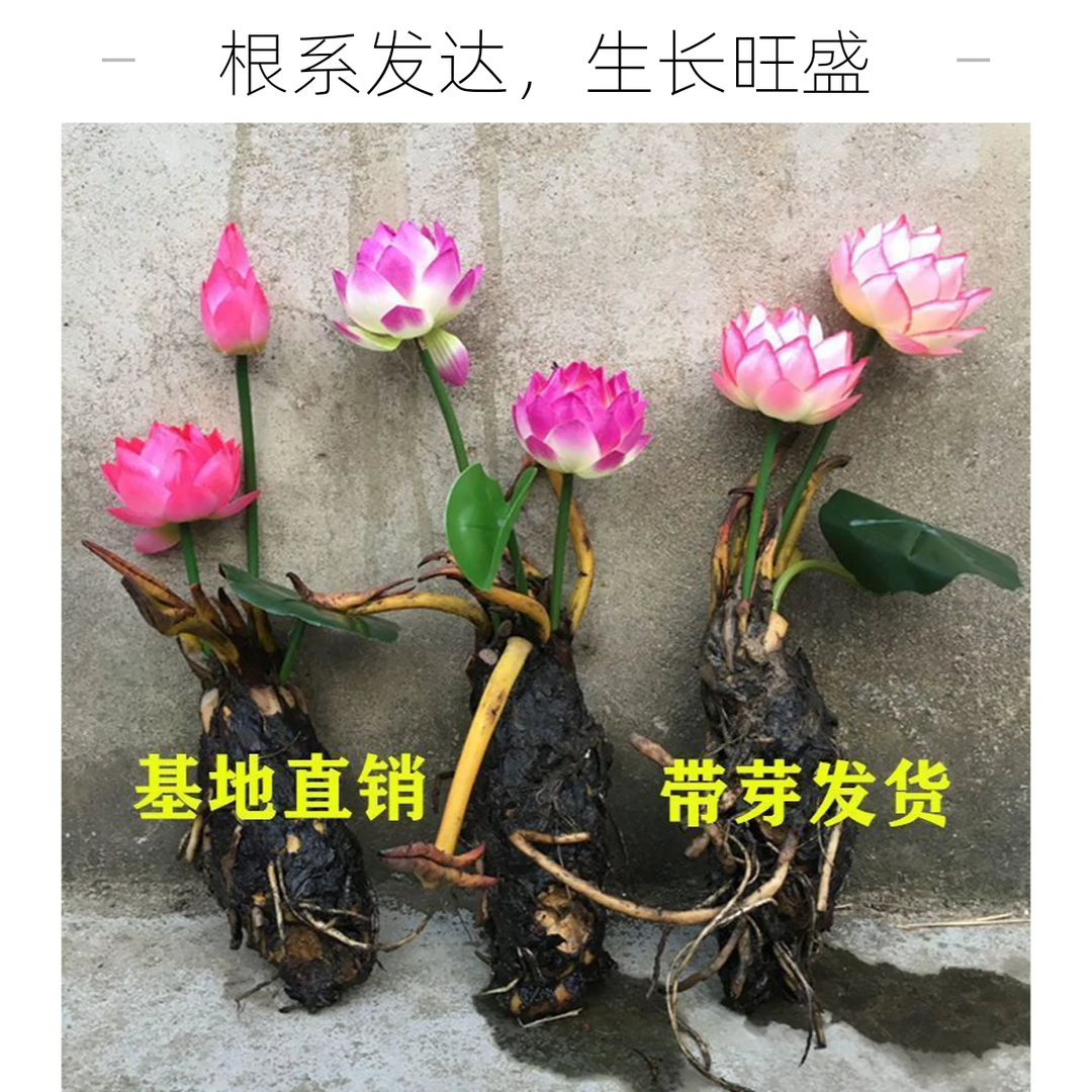 大睡莲花带芽基地发货当年开花阳台庭院池塘鱼缸种植水培植物