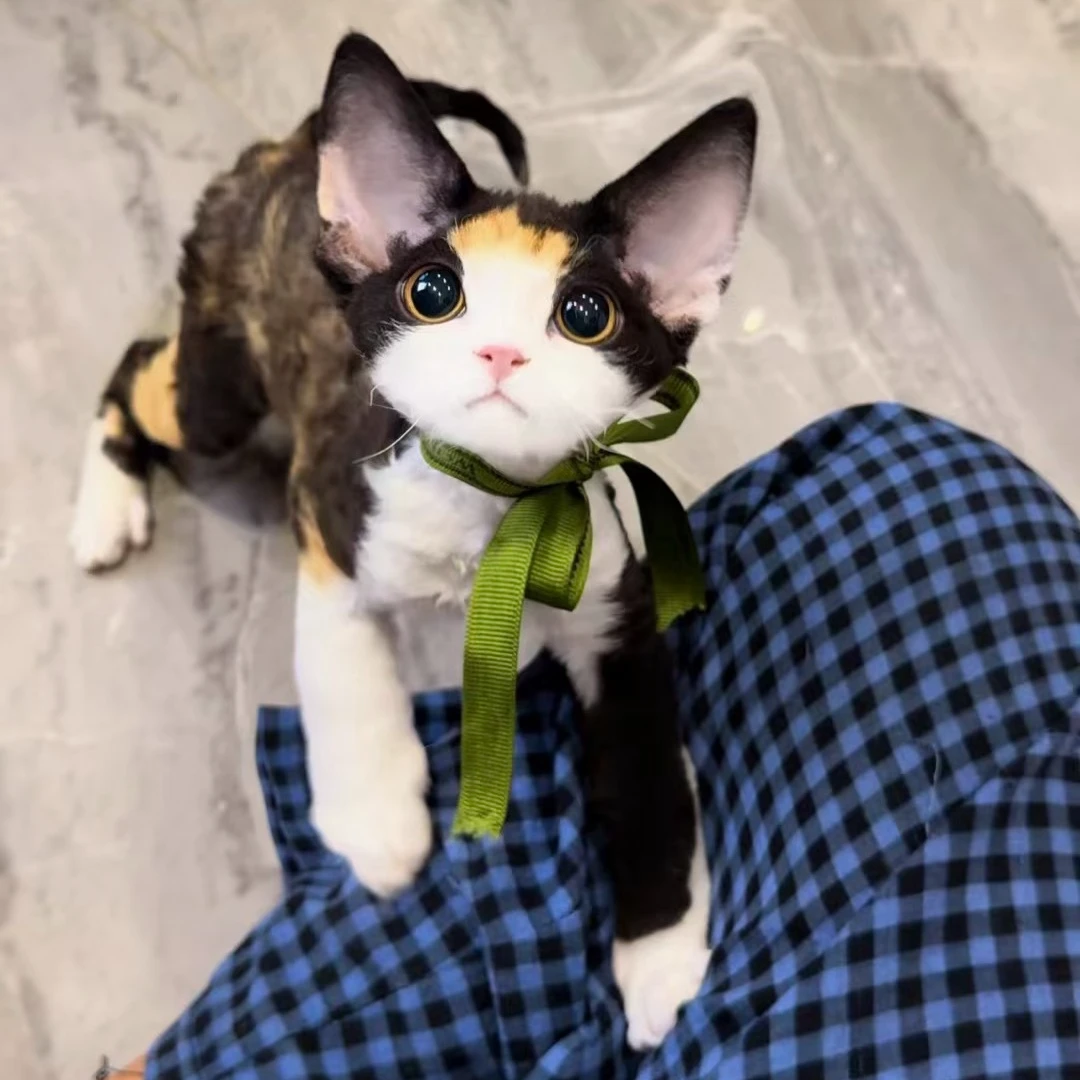 【VV】德文卷毛猫咪活体宠物纯白纯黑三花虎斑重点黑白开脸