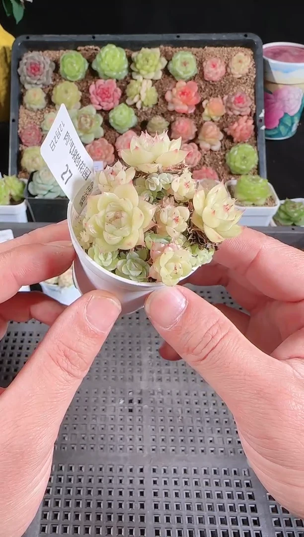 1202-27多肉群生不包整