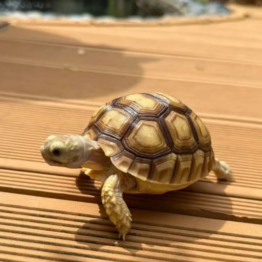 福利  宠物龟观赏龟直播专用链接