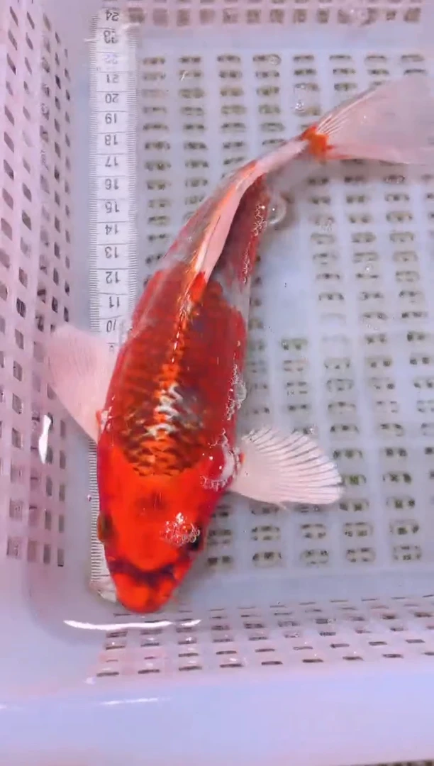 锦鲤冷水观赏鱼全场包邮193