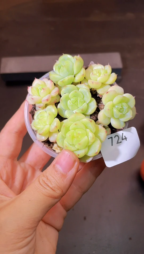 724碧螺一物一拍一组