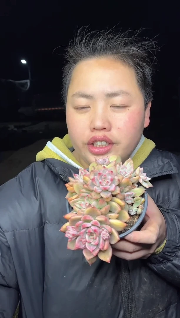 【闪购商品】107-伯尼皮卡带盆土8