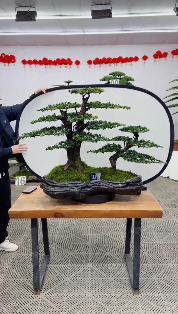 【闪购商品】盆景盆景