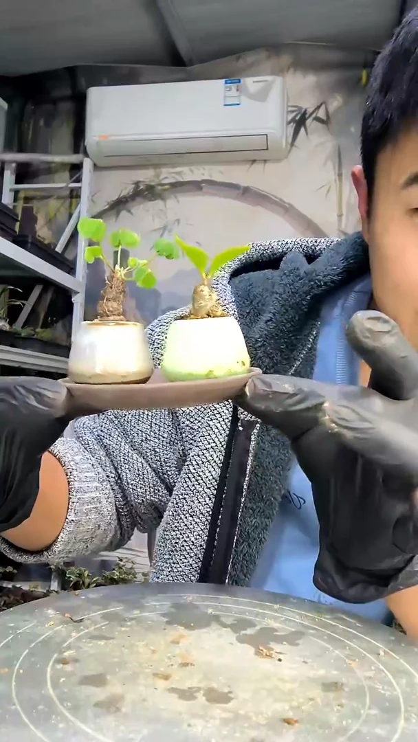 多*?中青园艺一物一拍花111