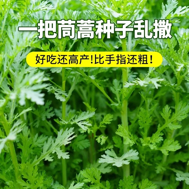 小叶茼蒿种子大叶茼蒿种籽四季皇帝菜种孑苗各种春播蔬菜籽种大全