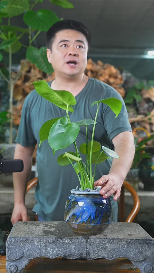 完全开放龟背454T
