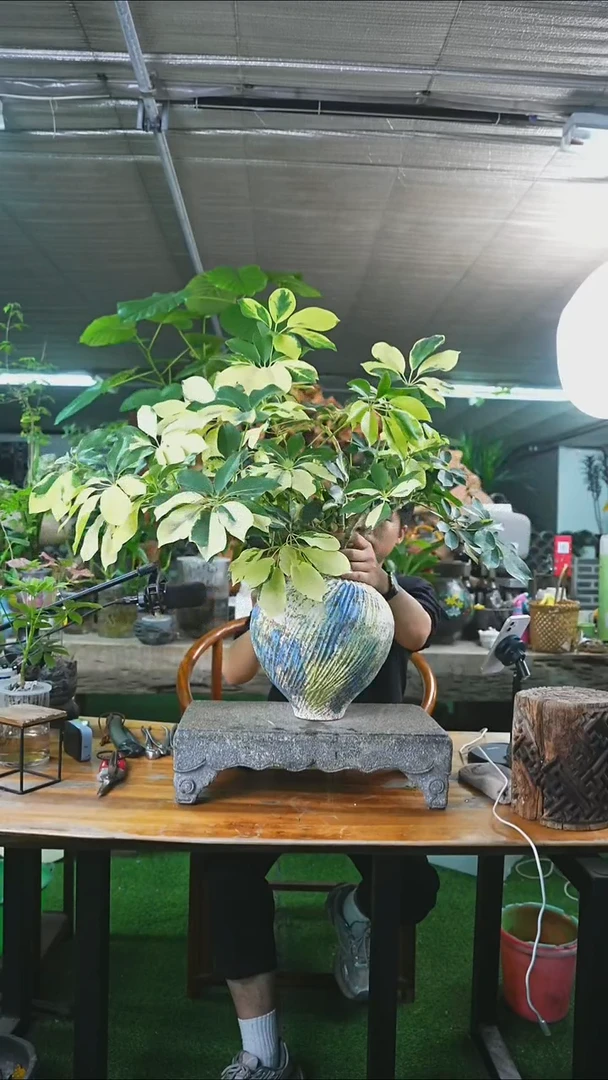 完全开放好***士花叶鸭掌木563