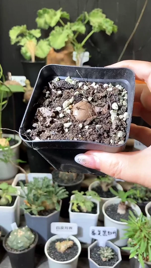 量拍福利半球龟甲龙宝宝带盆