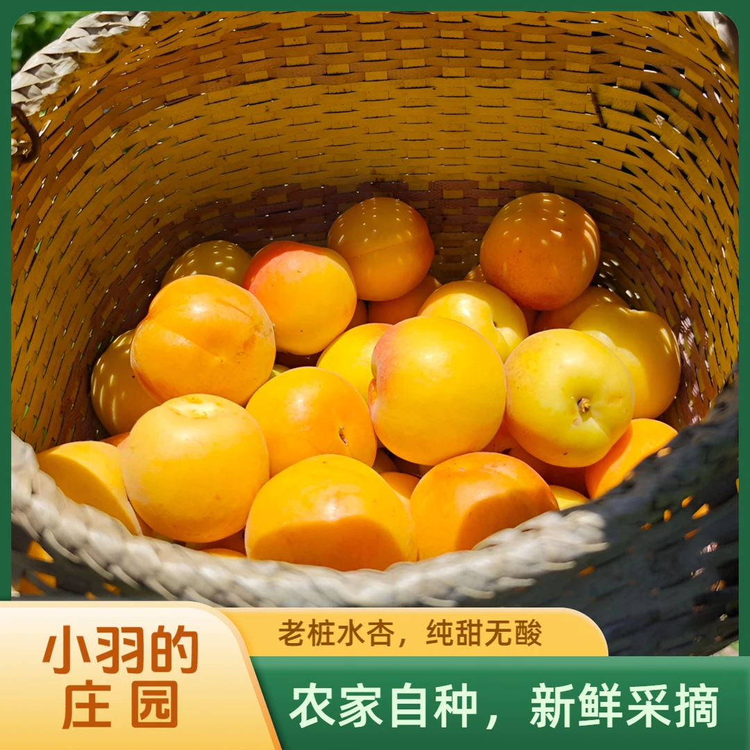 老桩水杏甜杏黄杏高山种植新鲜现采自然生长软糯多汁
