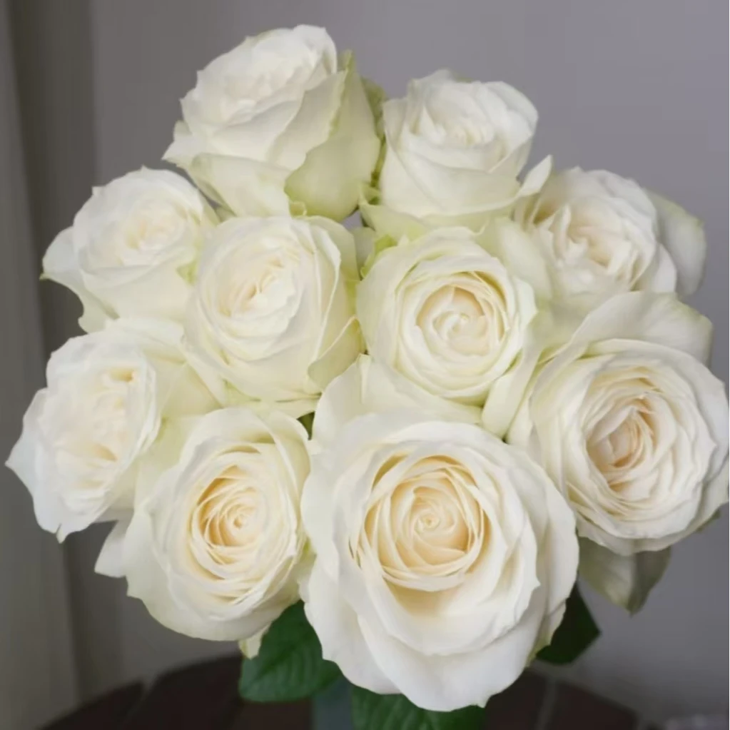 白雪山白色系列玫瑰鲜切花家庭水养鲜切花云南基地直发顺丰包邮