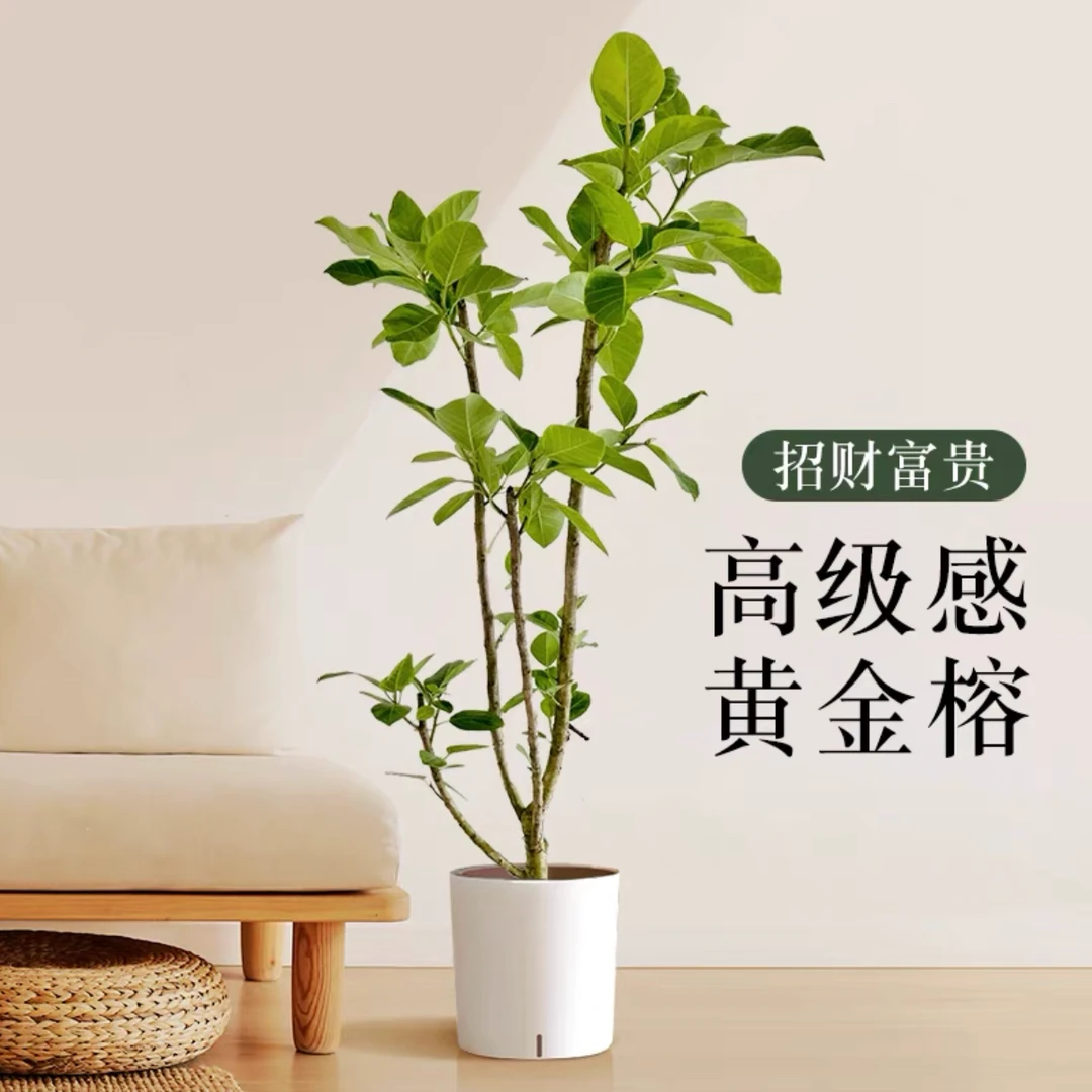 黄金榕盆景花叶橡皮老桩客厅高端造型植物观叶