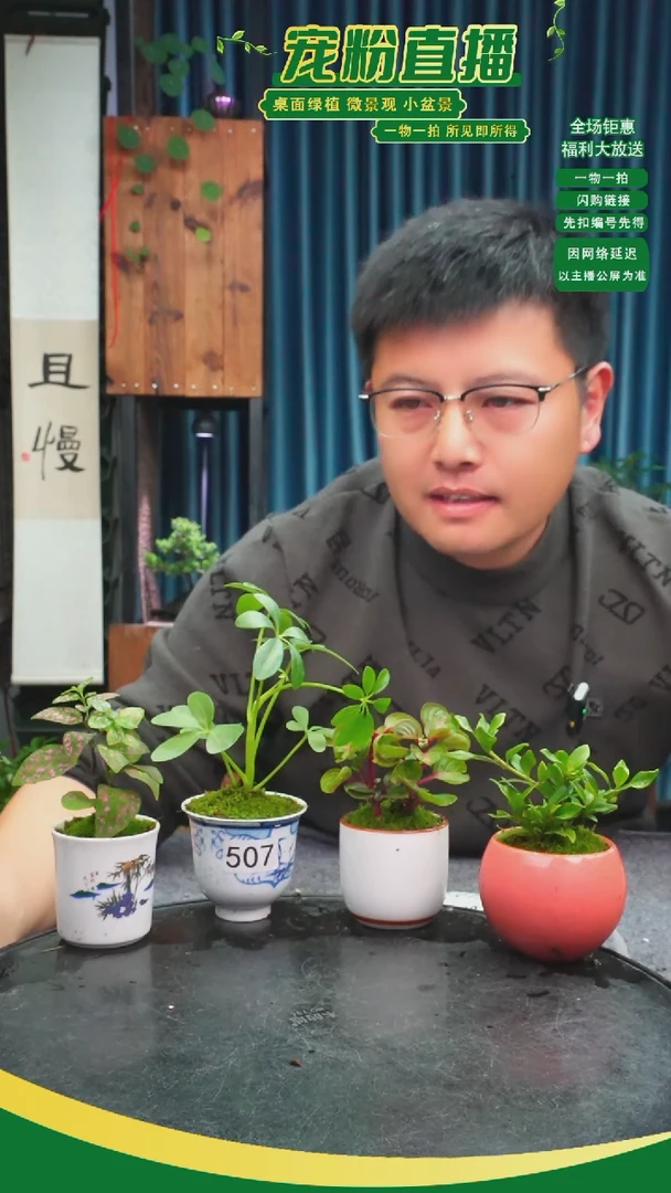 无花朵C****s苔藓微景观507号