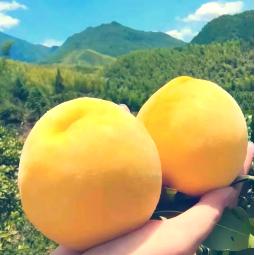 【晋老四专属】应季蒙阴纯甜无酸锦绣黄桃蒙山蜜桃黄皮黄肉红心