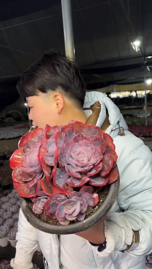 多头尘埃玫瑰18CM 7.77