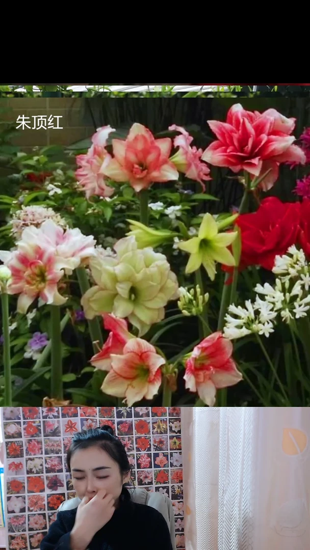 朱顶红混球重瓣6厘米