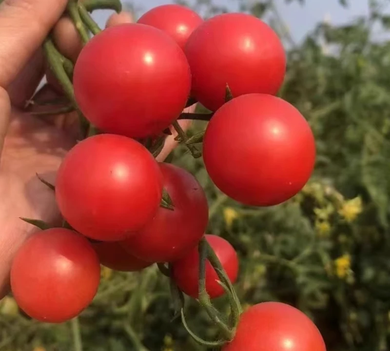 泰山番茄—贝贝小番茄 500g番茄同城配