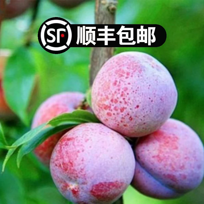 【金锋甄选】广西贺州新鲜红心三华李~现摘现发~顺丰包邮
