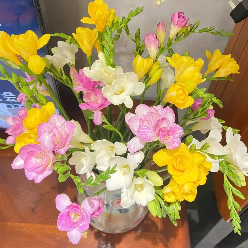 【次日达·混色香雪兰1扎】生活鲜花·全场任意两单顺丰送货上门·今天拍明天到·基地直发现采现发售后无忧