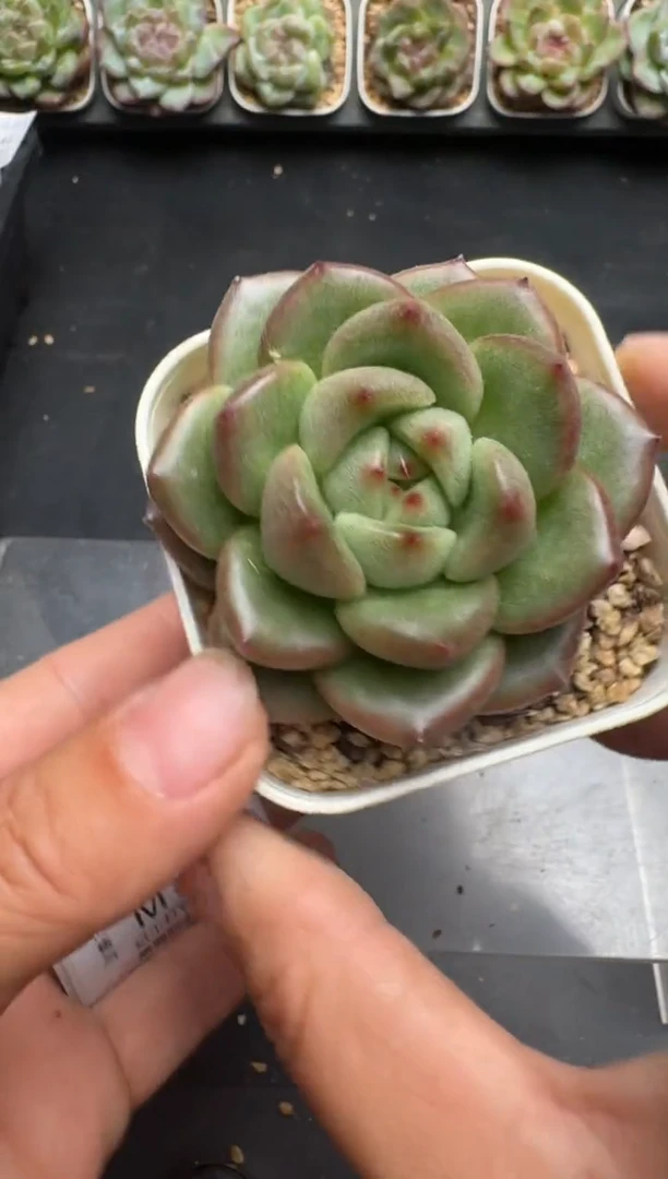 549M当天拍3颗包柚 带盆土纸巾打包 云禹花卉 珍妮多肉植物