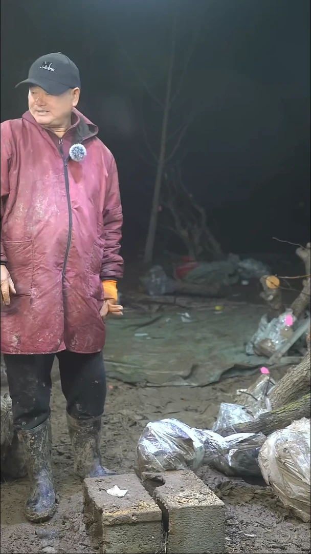 完全开放枣树257