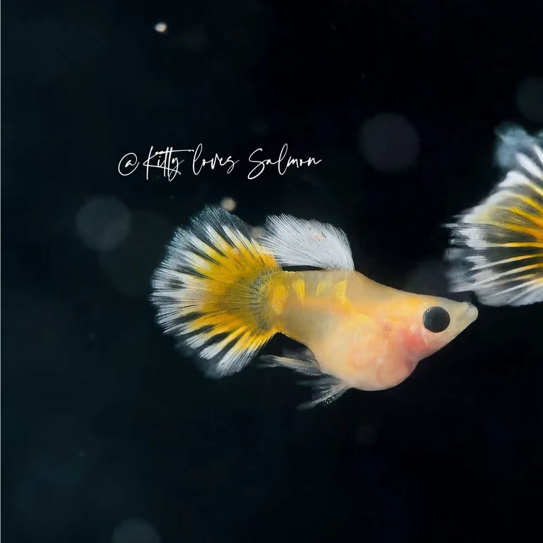 合集玻璃猫短体纯种热带淡水小型观赏胎生孔雀