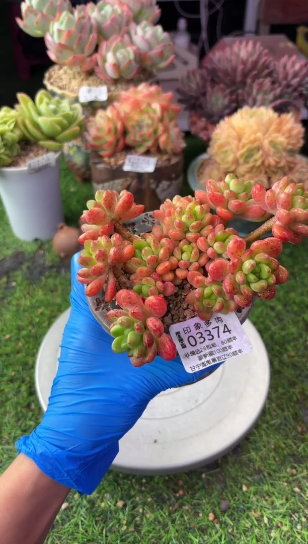 昆明印象多肉03374