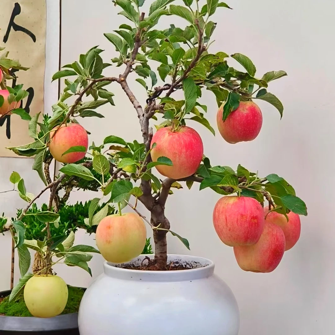 【高50-60cm挂果】苹果树盆栽带果发室内外简单好养好看新手