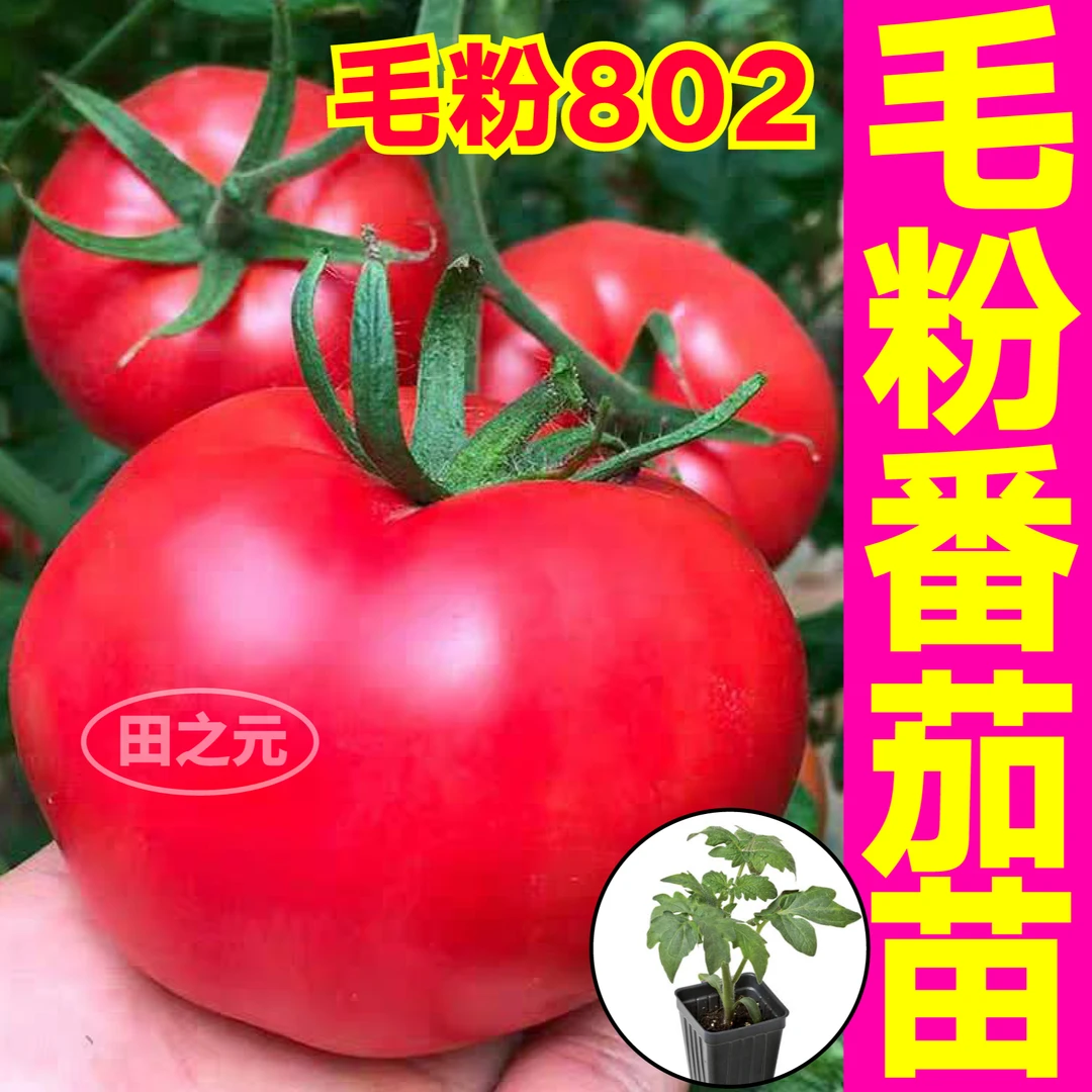 寿光大粉番茄西红柿苗秧种子沙瓤春秋四季盆阳台沙甜高产大果蔬菜