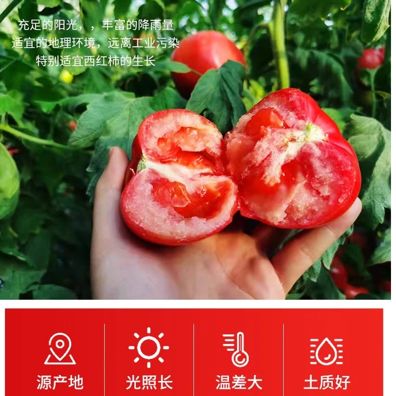 博华农业冀番109号专业认证的烹饪型西红柿,炒制自然出汁酸甜浓郁