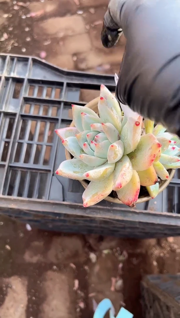 小***9多肉植物一物一拍16217