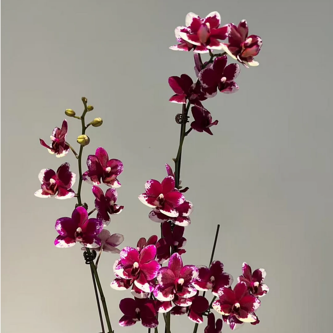 兰蝶汇【胭脂】蝴蝶兰